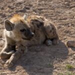 Arts & Vie - Amboseli - Kenya
