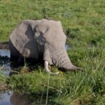 Arts & Vie - Amboseli - Kenya