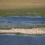 Arts & Vie - Amboseli - Kenya