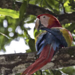 Arts & Vie - Monteverde - Costa Rica