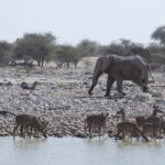Arts & Vie - Etosha - Namibie