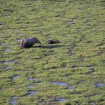 Arts & Vie - Amboseli - Kenya