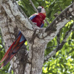 Arts & Vie - Monteverde - Costa Rica