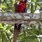 Arts & Vie - Monteverde - Costa Rica
