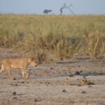 Arts & Vie - Amboseli - Kenya