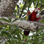 Arts & Vie - Monteverde - Costa Rica