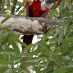 Arts & Vie - Monteverde - Costa Rica