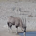 Arts & Vie - Etosha - Namibie
