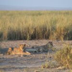 Arts & Vie - Amboseli - Kenya