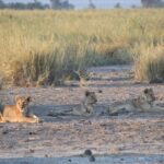 Arts & Vie - Amboseli - Kenya