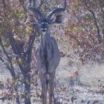 Arts & Vie - Etosha - Namibie