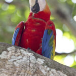 Arts & Vie - Monteverde - Costa Rica