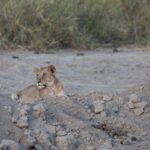 Arts & Vie - Amboseli - Kenya