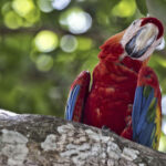 Arts & Vie - Monteverde - Costa Rica