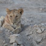 Arts & Vie - Amboseli - Kenya