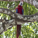 Arts & Vie - Monteverde - Costa Rica