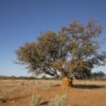 Arts & Vie - Nord-est - Namibie