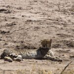 Arts & Vie - Nord-est - Namibie