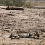 Arts & Vie - Nord-est - Namibie