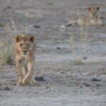 Arts & Vie - Amboseli - Kenya
