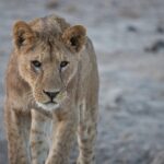 Arts & Vie - Amboseli - Kenya