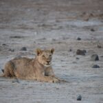 Arts & Vie - Amboseli - Kenya