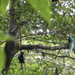 Arts & Vie - Monteverde - Costa Rica