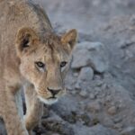 Arts & Vie - Amboseli - Kenya