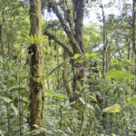 Arts & Vie - Monteverde - Costa Rica