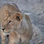 Arts & Vie - Amboseli - Kenya