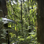 Arts & Vie - Monteverde - Costa Rica