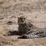 Arts & Vie - Nord-est - Namibie