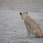 Arts & Vie - Amboseli - Kenya