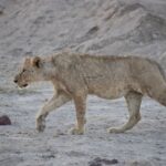 Arts & Vie - Amboseli - Kenya