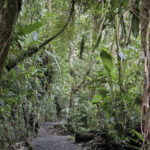 Arts & Vie - Monteverde - Costa Rica