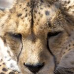 Arts & Vie - Nord-est - Namibie