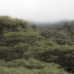 Arts & Vie - Monteverde - Costa Rica