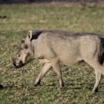 Arts & Vie - Nord-est - Namibie