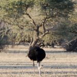 Arts & Vie - Nord-est - Namibie