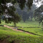 Arts & Vie -Nairobi & le thé - Kenya