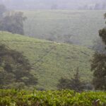 Arts & Vie -Nairobi & le thé - Kenya