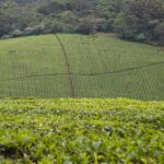 Arts & Vie -Nairobi & le thé - Kenya