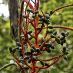 Arts & Vie - Monteverde - Costa Rica