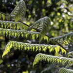 Arts & Vie - Monteverde - Costa Rica