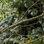 Arts & Vie - Monteverde - Costa Rica
