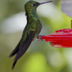 Arts & Vie - Monteverde - Costa Rica
