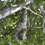 Arts & Vie - Manuel Antonio - Costa Rica