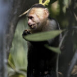 Arts & Vie - Manuel Antonio - Costa Rica