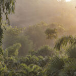 Arts & Vie - Carara & Tarcolès - Costa Rica