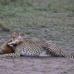 Arts & Vie -Masaï Mara - Kenya